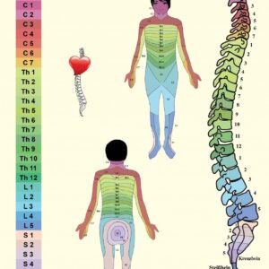 Poster:  Körperliche Zusammenhänge Wirbel + Haut