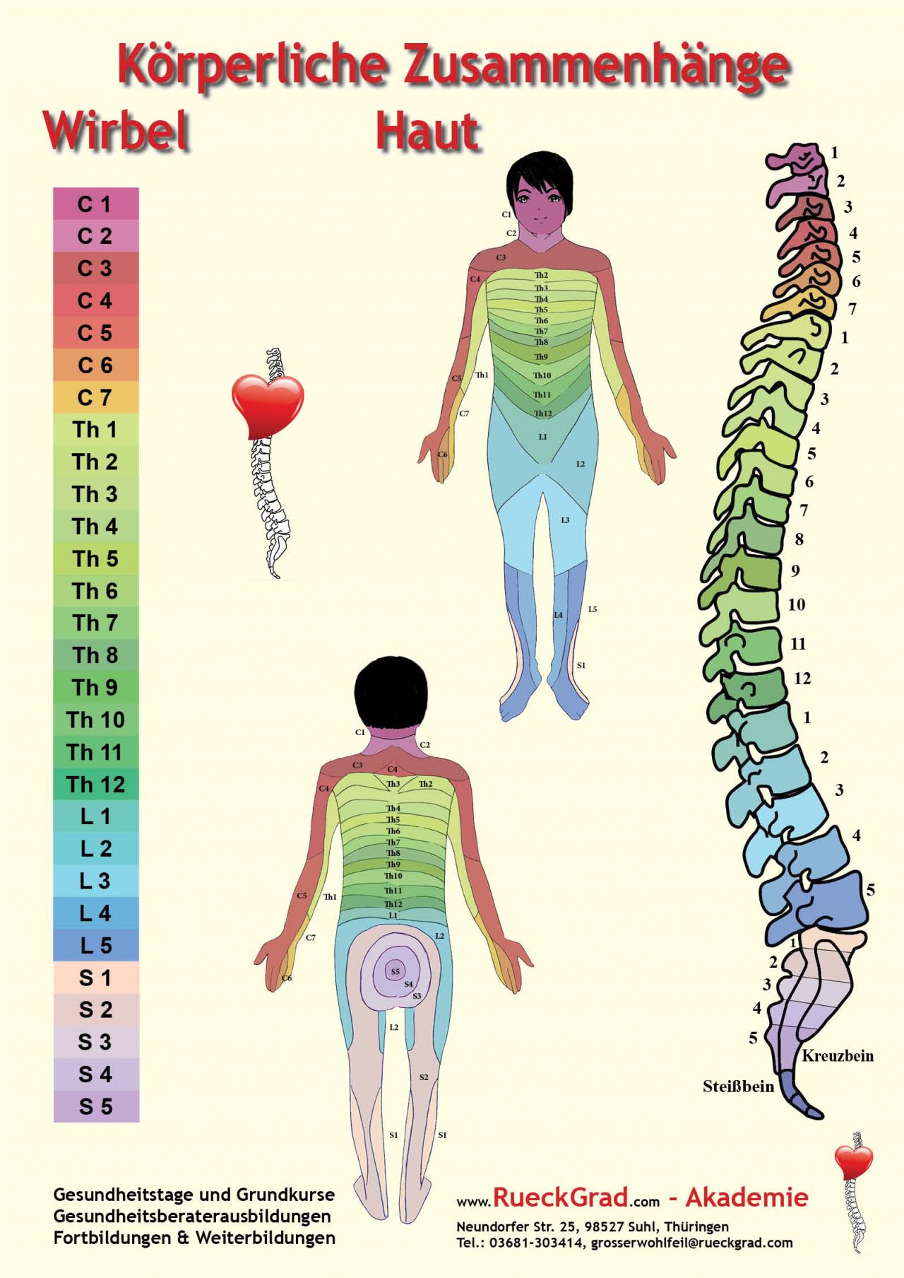 Poster: Körperliche Zusammenhänge Wirbel + Haut