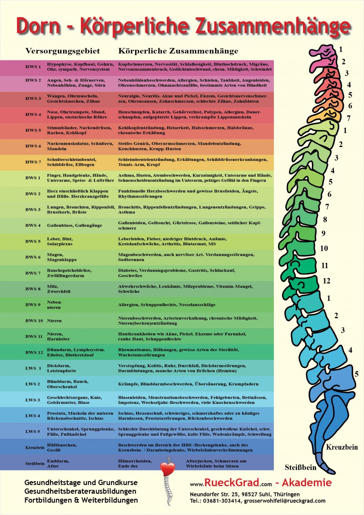 Poster Dorn - Körperliche Zusammenhänge