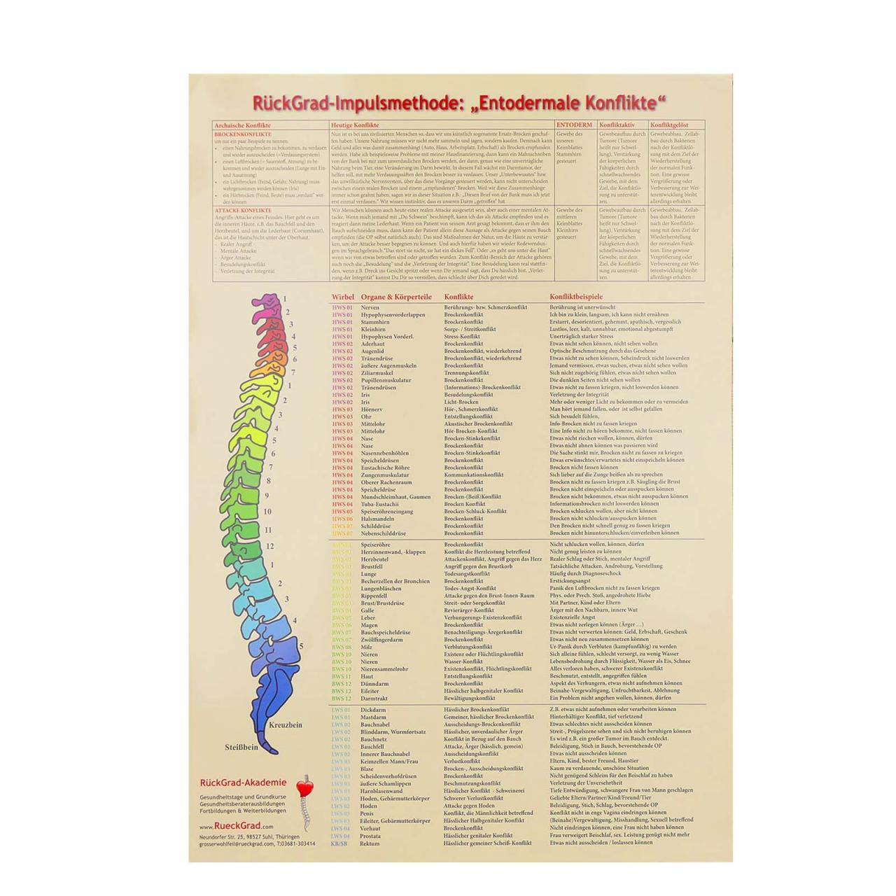 Poster: Entodermale Konflikte